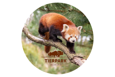Strong, colorful, round glass magnets, motif Red panda Tierpark Berlin