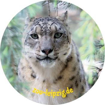 Glas Magnet- Schneeleopard Zoo Leipzig