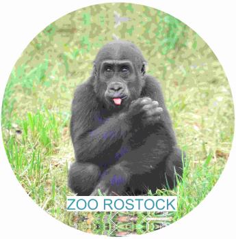 Glas Magnet- Schimpanse mit SZ Zoo Rostock