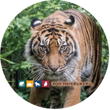 Glas Magnet- Tiger Zoo Heidelberg