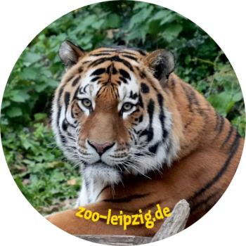 Glas Magnet- Tiger Zoo Leipzig