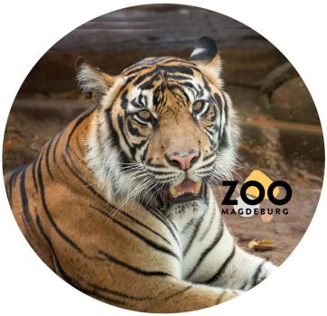 Glas Magnet- Tiger Zoo Magdeburg