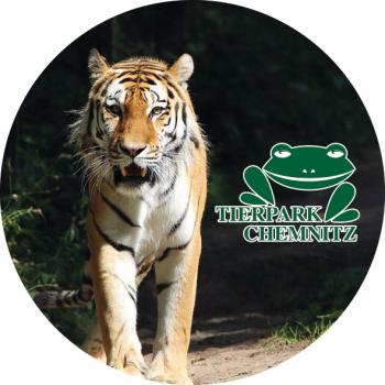 Glas Magnet- Tiger Tierpark Chemnitz