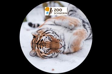 Glas Magnet- Tiger Logo Zoo Schwerin