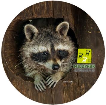 Glas Magnet- Waschbär, Wildpark Hundshaupten