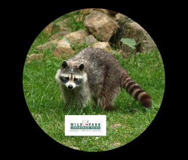Strong, colorful, round glass magnets, motif Raccoon with Lüneburg Heath logo