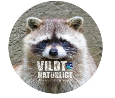 Strong, colorful, round glass magnets, motif Raccoon logo VILD NATURLICT
