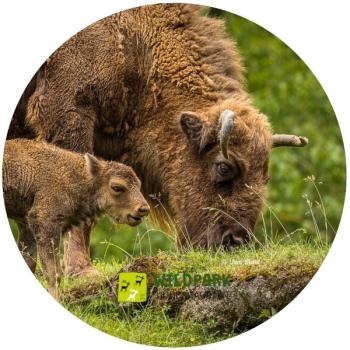 Glas Magnet- Waschbär, Wildpark Hundshaupten
