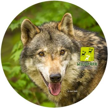 Glas Magnet- Wolf, Wildpark Hundshaupten