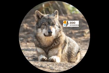Glas Magnet- Wolf Logo Zoo Schwerin