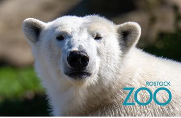 Glas Magnet- Eisbär 4 mit SZ Zoo Rostock