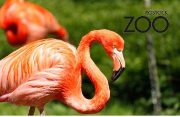 Glas Magnet- Flamingo 2 mit SZ Zoo Rostock