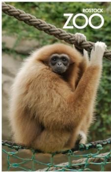 Glas Magnet- Gibbon mit SZ Zoo Rostock