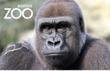 Glas Magnet- Gorilla 2 mit SZ Zoo Rostock