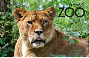 Glas Magnet- Löwe mit SZ Zoo Rostock