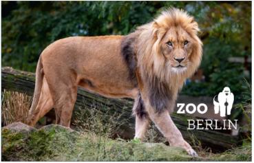 Glas Magnet- Löwe mit Logo Zoo Berlin