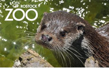 Glas Magnet- Fischotter mit SZ Zoo Rostock