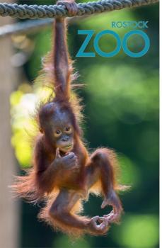 Glas Magnet- Orang Utan 2 mit SZ Zoo Rostock