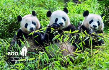 Glas Magnet-Pandas, Zoo Berlin mit Logo