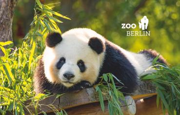 Glas Magnet- liegender Panda, Zoo Berlin mit Logo