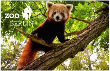 Glas Magnet- Roter Panda mit Logo Zoo Berlin