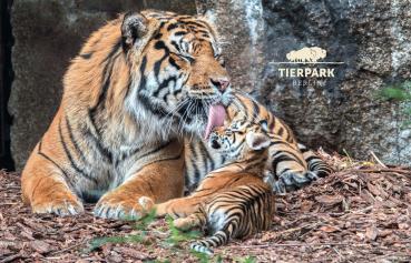 Glas Magnet- Tiger, Tierpark Berlin mit Logo