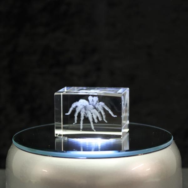 3D-Glas-Cube-Vogelspinne, versch. Größen