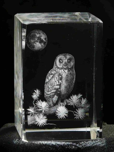 Barn Owl