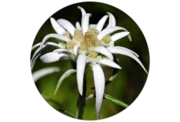 Glas Magnet- Edelweiss