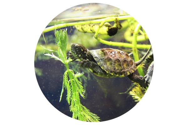 Glas Magnet- Wasserschildkröte Emy