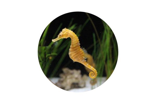 Strong, colorful, round glass magnets, motif Seahorse