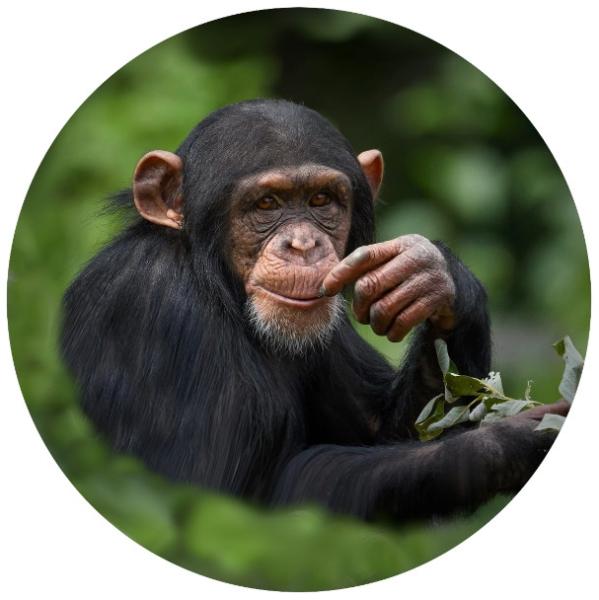 Strong, colorful, round glass magnets, motif Chimpanzee