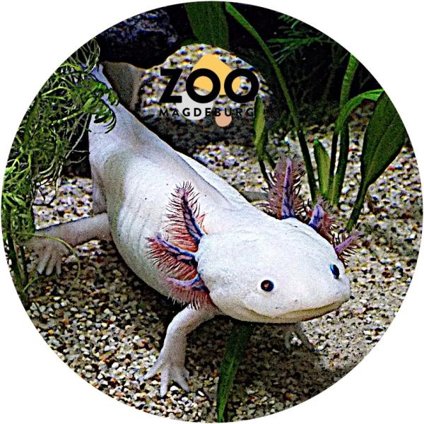 Glas Magnet- Axolotl Zoo Magdeburg