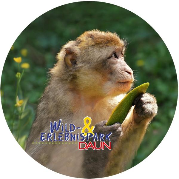 Glas Magnet- Berberaffe mit Logo Wildpark Daun