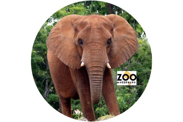 Glas Magnet- Elefant Schriftzug Magdeburg