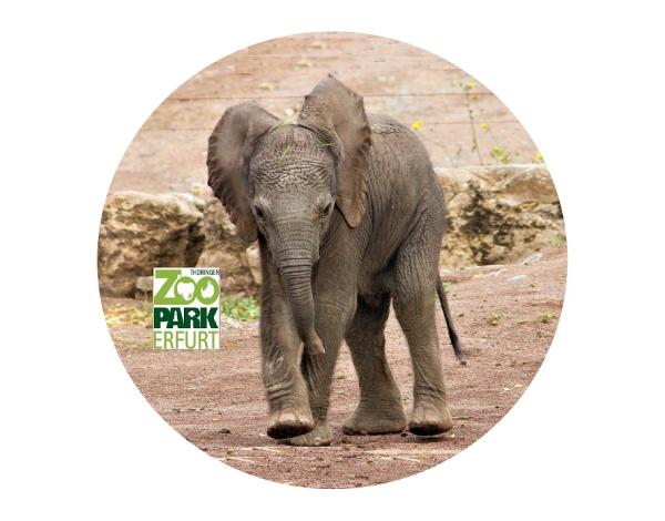 Glas Magnet- Elefantenbaby Logo Zoo Erfurt