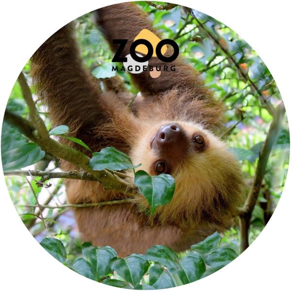 Glas Magnet- Faultier Zoo Magdeburg