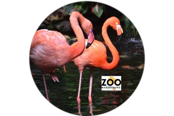 Glas Magnet- Flamingo Schriftzug Magdeburg