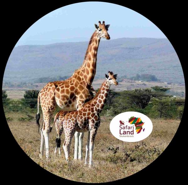 Strong, colorful, round glass magnets, motif Giraffe with calf, Safariland logo