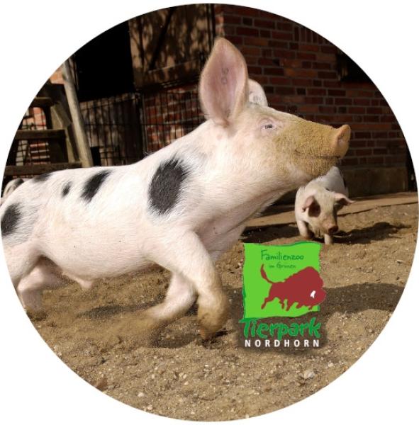 Strong, colorful, round glass magnets, motif Happy pig, Nordhorn Zoo