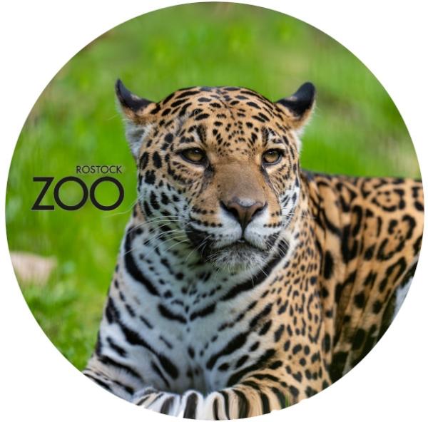 Strong, colorful, round glass magnets, motif Jaguar with SZ Zoo Rostock