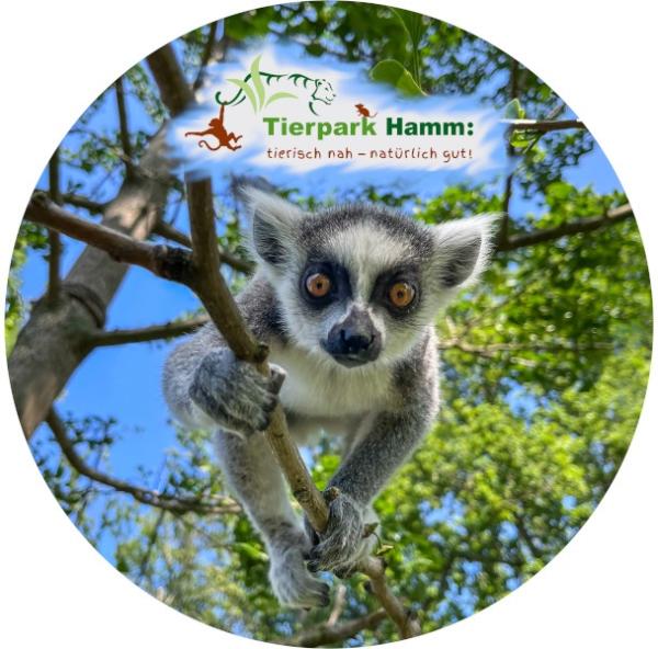 Strong, colorful, round glass magnets, motif Katta Tierpark Hamm
