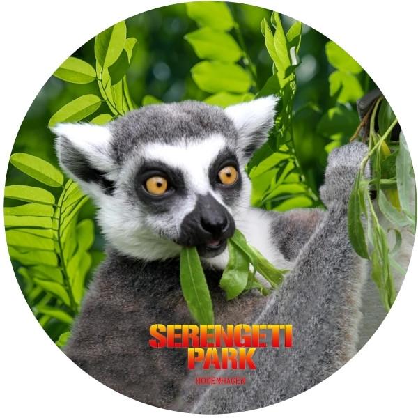 Strong, colorful, round glass magnets, motif Lemur, Serengeti Park with logo