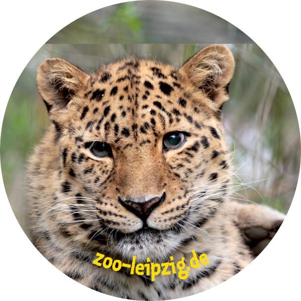 Strong, colorful, round glass magnets, motif Leopard Zoo Leipzig