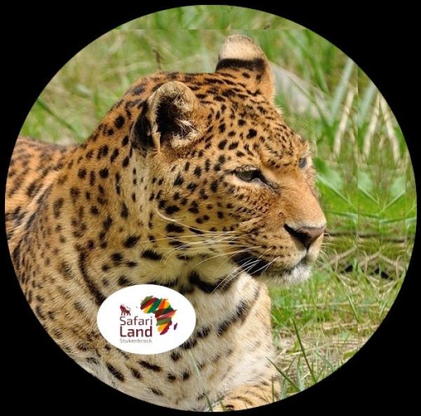 Strong, colorful, round glass magnets, motif Leopard, logo Safariland