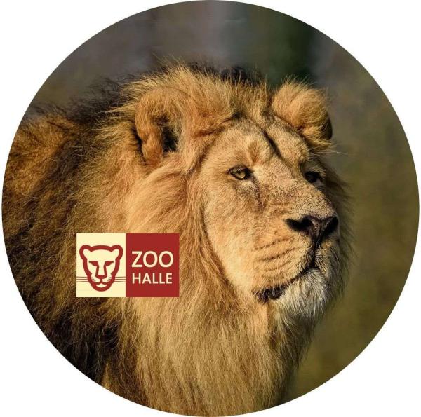 Strong, colorful, round glass magnets, motif Lion logo Halle Zoo