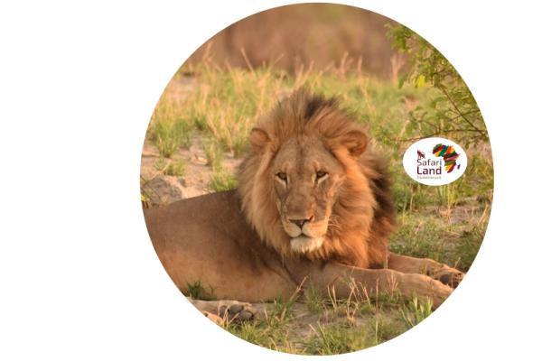 Strong, colorful, round glass magnets, motif Lion logo Safariland