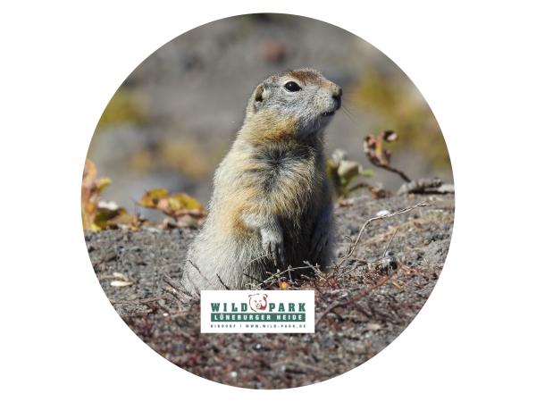 Strong, colorful, round glass magnets, motif Marmot with Lüneburg Heath logo