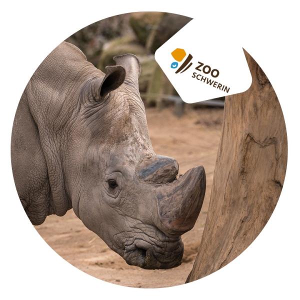 Strong, colorful, round glass magnets, motif Rhino logo, Schwerin Zoo