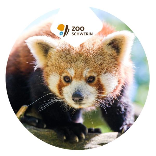 Strong, colorful, round glass magnets, motif Red panda logo Schwerin Zoo